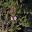 Leptospermum rotundifolium Lavender Queen